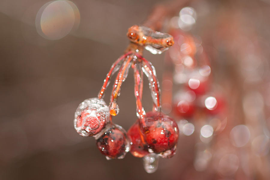 Christmas Photograph - Icy Berries by Karen Varnas