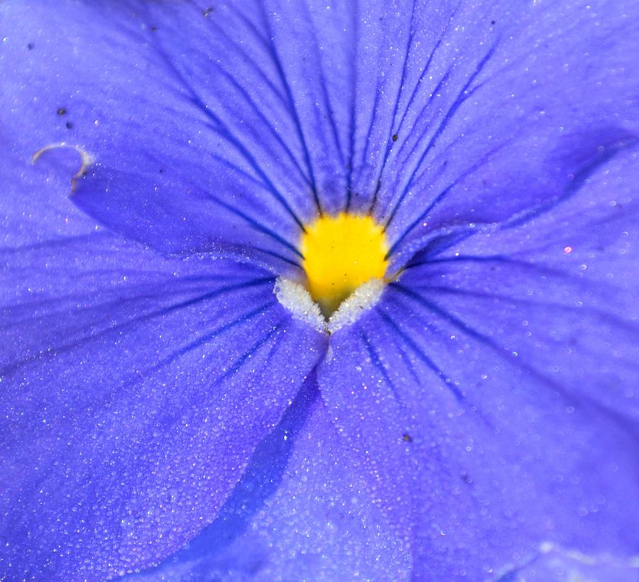Flowers Still Life Photograph - Icy Blue.. by Chandana Arts