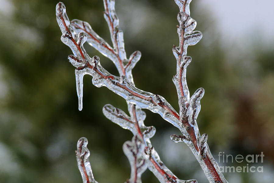 Winter Photograph - Icy Branch-7485 by Gary Gingrich Galleries