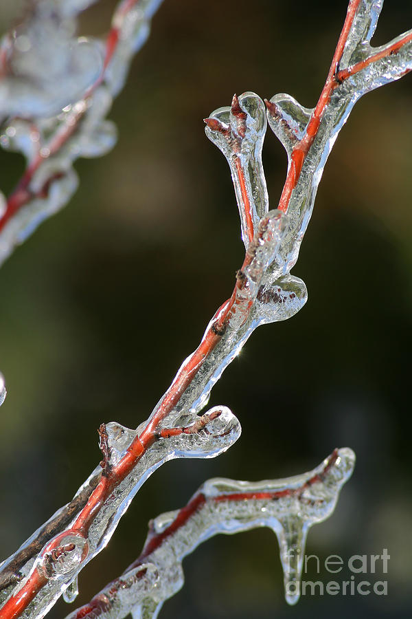 Winter Photograph - Icy Branch-7512 by Gary Gingrich Galleries