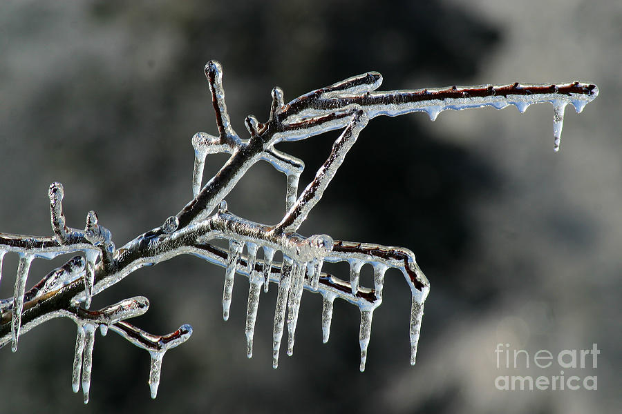 Winter Photograph - Icy Branch-7566 by Gary Gingrich Galleries