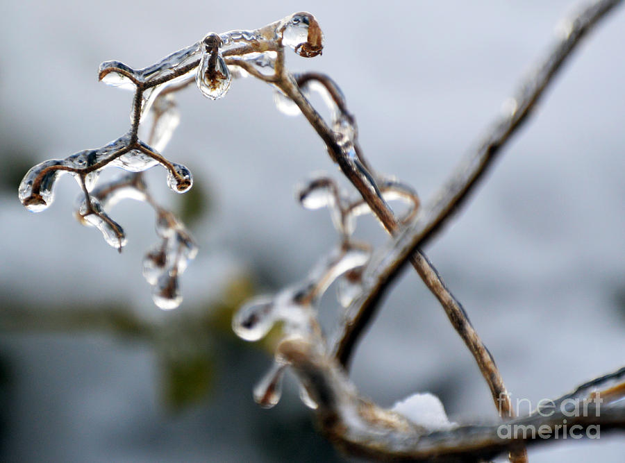 Icy Branch Photograph by Lynellen Nielsen