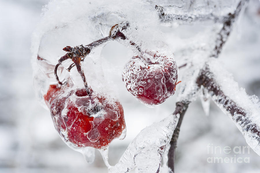 Icy Branch With Crab Apples 2 Photograph