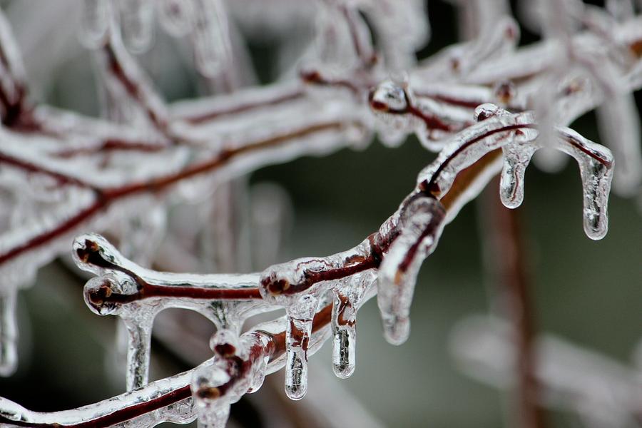Icy branches Photograph by Jewels Hamrick