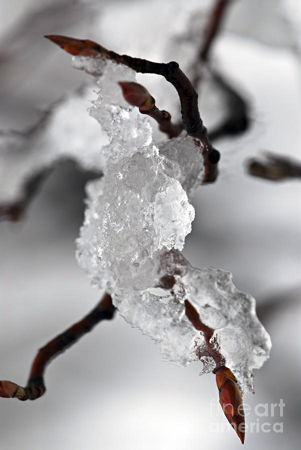 Winter Photograph - Icy elegance by Elena Elisseeva