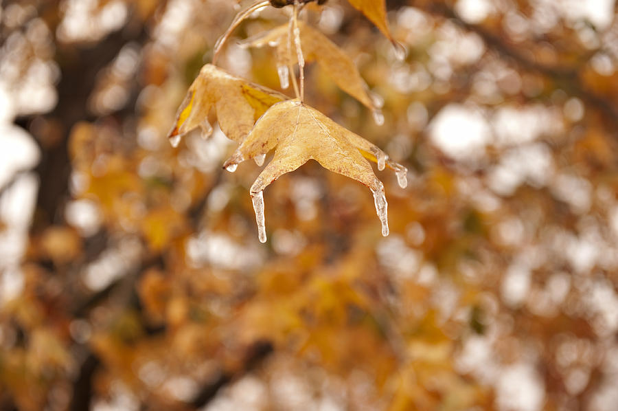 Fall Photograph - Icy Fall by Malania Hammer