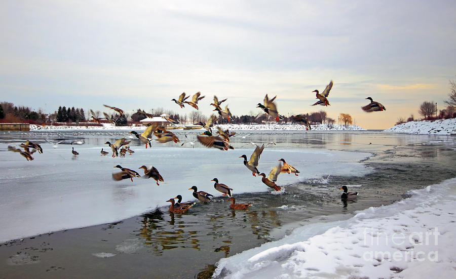 Icy Flight Photograph by Charline Xia