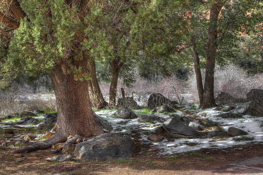 Icy Glade Photograph by Wendell Thompson