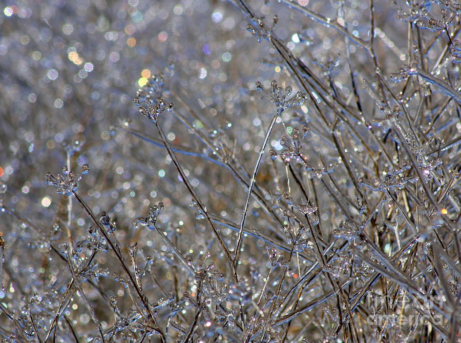 Icy Grassland Photograph by Fred Sheridan