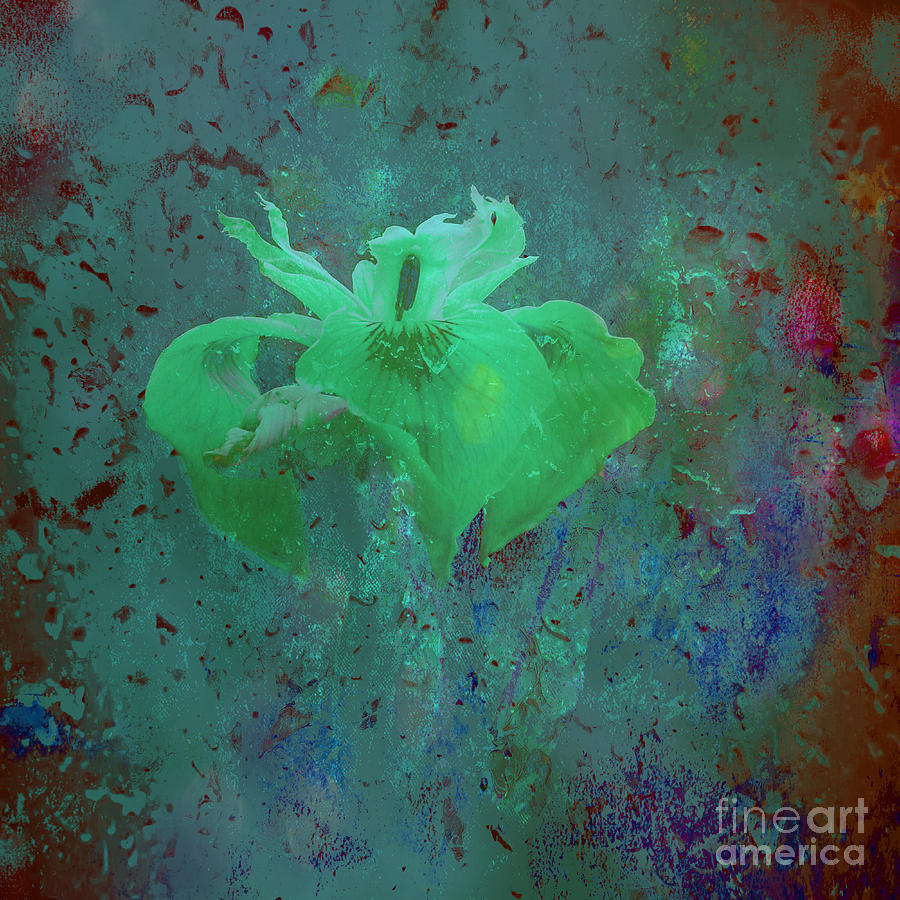 Iris Photograph - Icy Green  by Beverly Guilliams