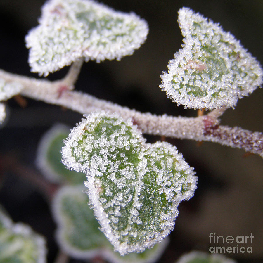 Icy Ivy Photograph by Terri Waters