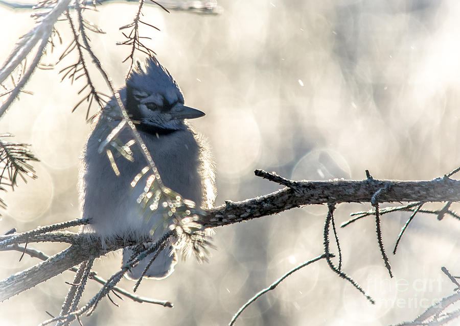 Icy Jay Photograph by Cheryl Baxter