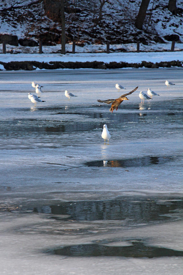 Icy Lake Photograph