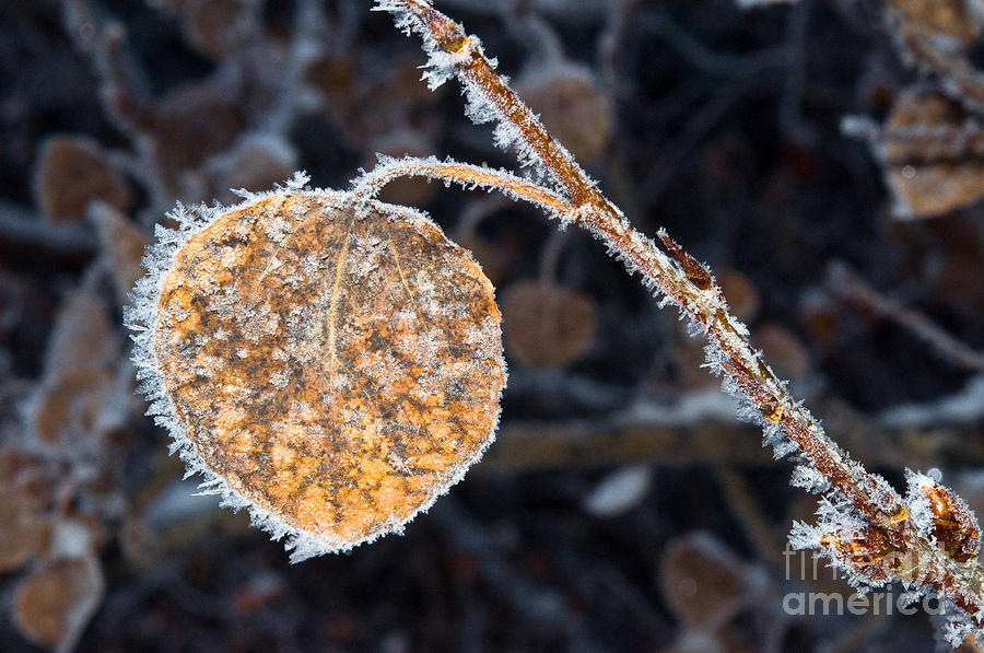 Icy Leaf Photograph by Terry Elniski