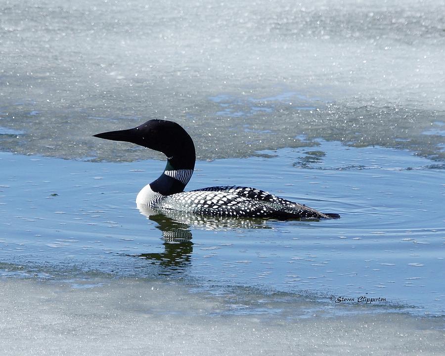 Icy Loon Photograph by Steven Clipperton