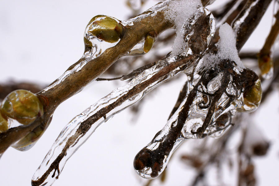 Icy Photograph by Mike Murdock