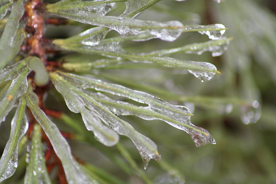 Icy Pine Photograph by Anita Parker