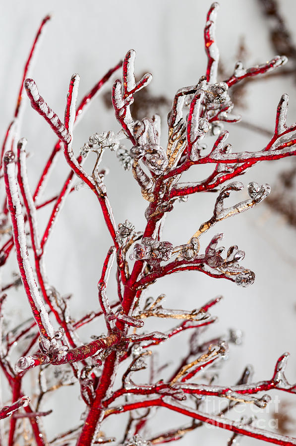 Winter Photograph - Icy red dogwood by Les Palenik