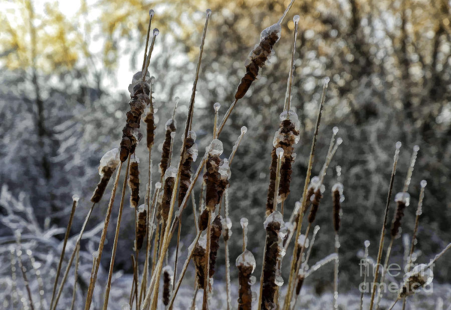 Icy Reeds Photograph by Les Palenik