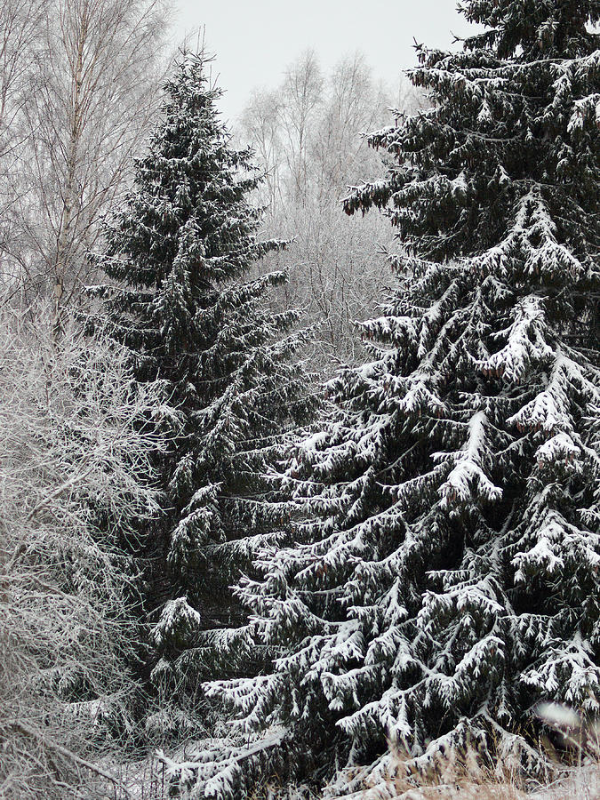 Icy Spruce Photograph by Jouko Lehto