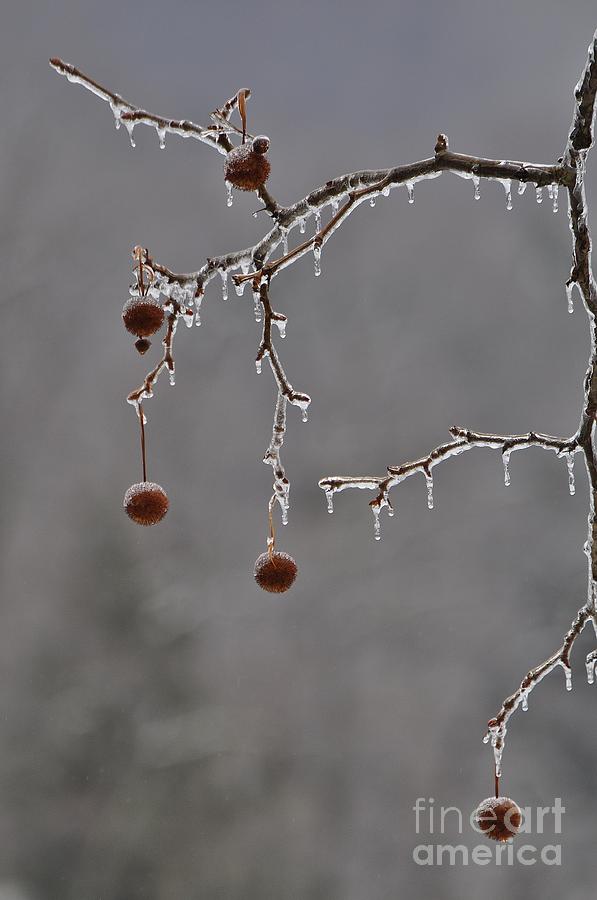 Nature Photograph - Icy Sycamore 2 by Krista Hott