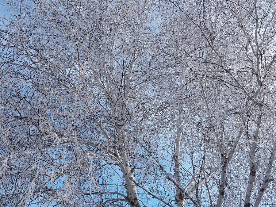 Icy Tree and Blue Sky Photograph by Corinne Elizabeth Cowherd