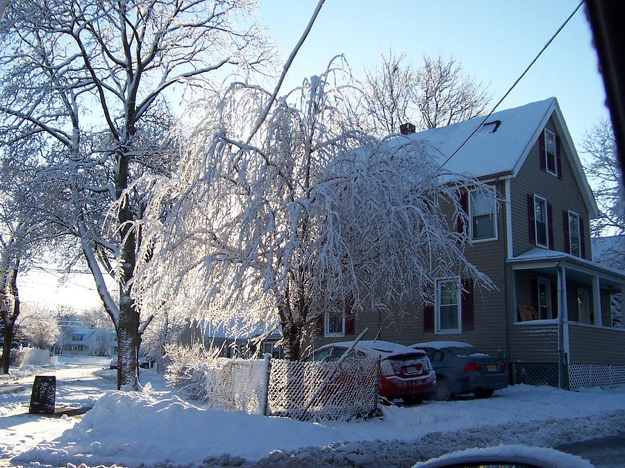 Ice Covered Trees Photograph by Catherine Gagne