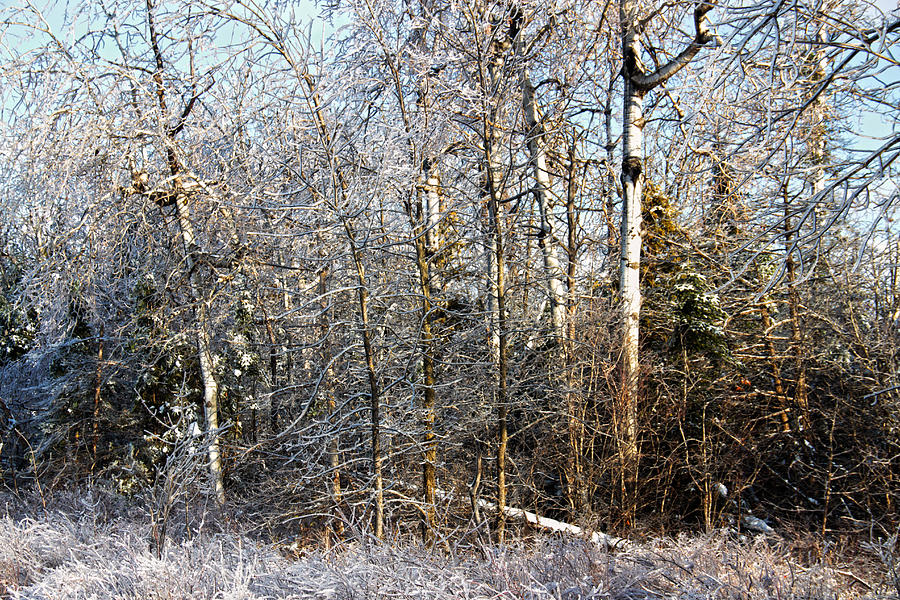 Icy Tree Line Photograph by Jim Vance