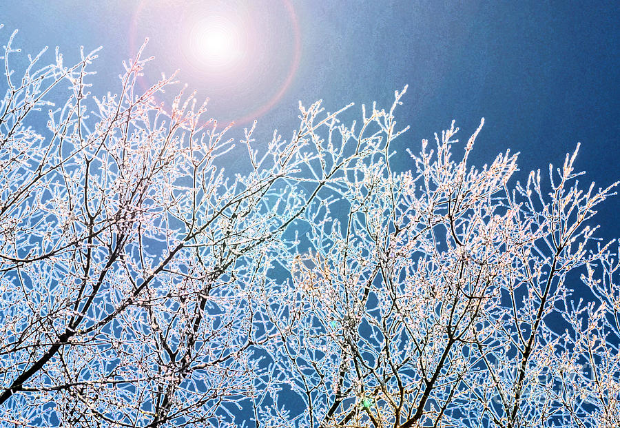Icy Trees Photograph by Lynellen Nielsen