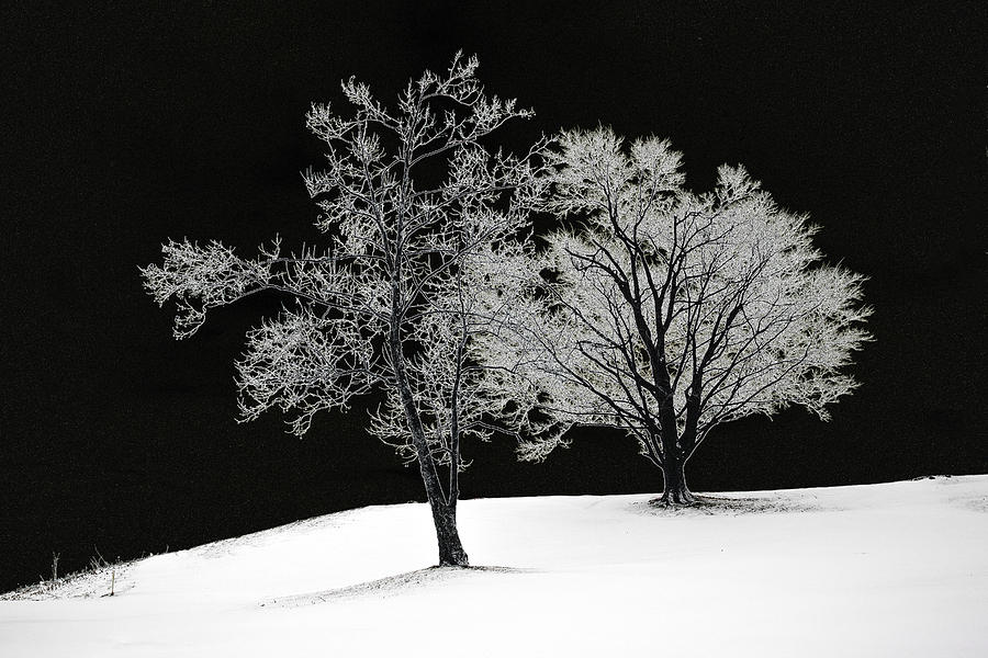 Icy Trees Photograph by Wendell Thompson