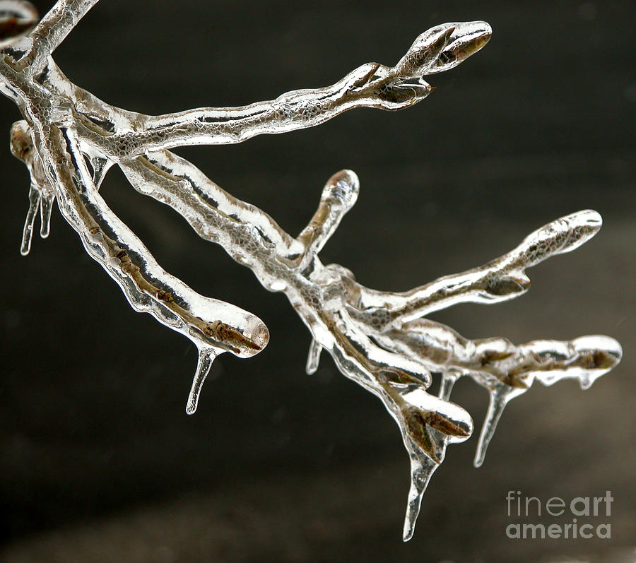 Icy Twig Photograph by Tom Brickhouse