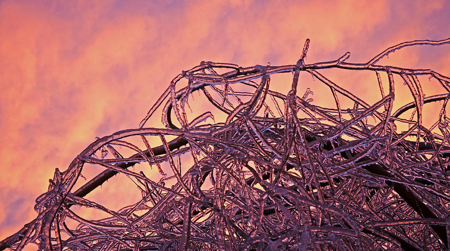 Icy Willow Sunset Photograph by Jeff Galbraith