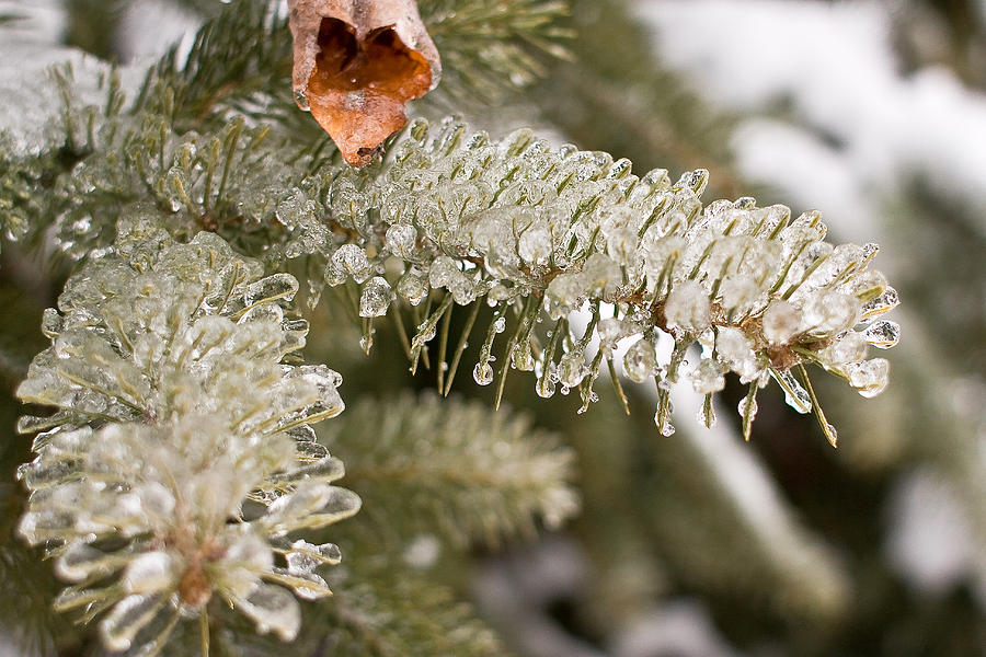 Icy Winter Wonderland Photograph by Barbara West