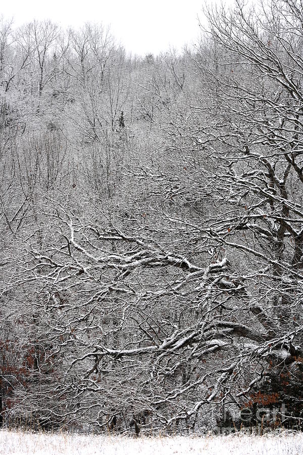 Icy Woodland Photograph by Fred Sheridan