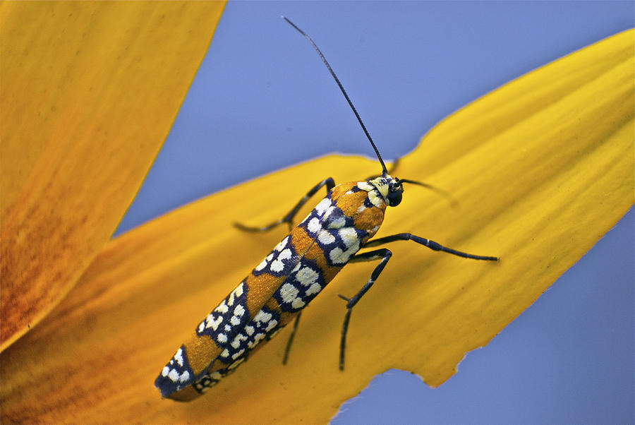 Ailanthus Webworm Moth Photograph by Michael Peychich