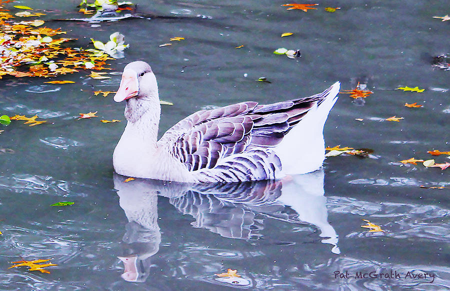 Goose Photograph - Id Rather Be Purple by Pat McGrath Avery Goose Photograph - Id Rather Be Purple by Pat McGrath Avery