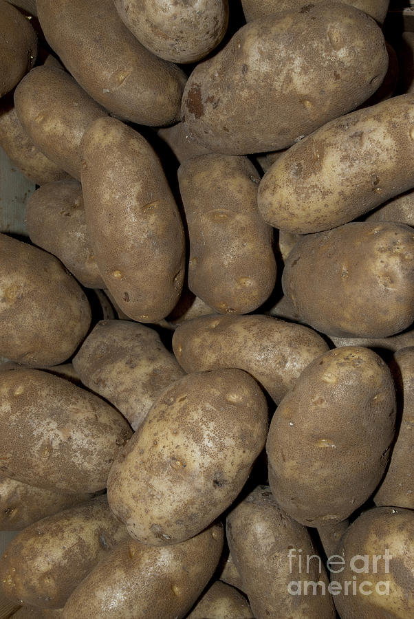 Idaho Russet Potatoes Photograph by William H. Mullins