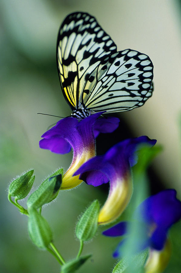 Idea Lecomoe Tree Nymph Butterfly On Photograph by David Q. Cavagnaro Idea Lecomoe Tree Nymph Butterfly On Photograph by David Q. Cavagnaro
