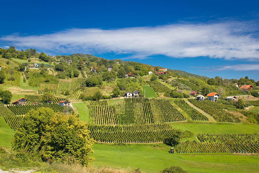 Idyllic green hill vineyards area Photograph by Brch Photography