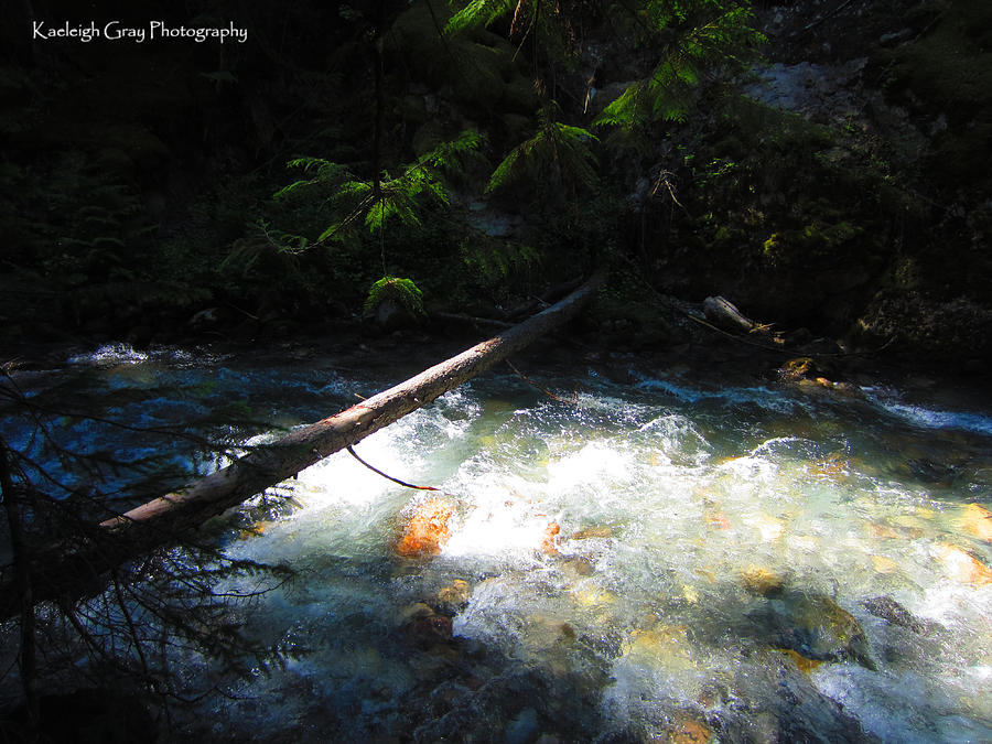 If A Tree Falls In The Woods Photograph by Kaeleigh Gray