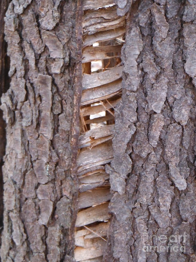 If A Tree Splits In The Forest 2 Photograph By Paddy Shaffer 