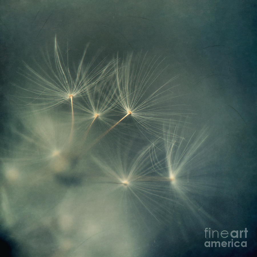 Flower Photograph - If I had one wish by Priska Wettstein