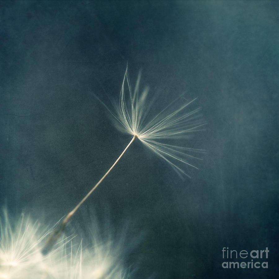 Flower Photograph - If I had one wish III by Priska Wettstein