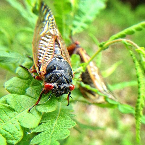 Cicadas Photograph - If I Spent 17 Years Underground Between by Craig Szymanski