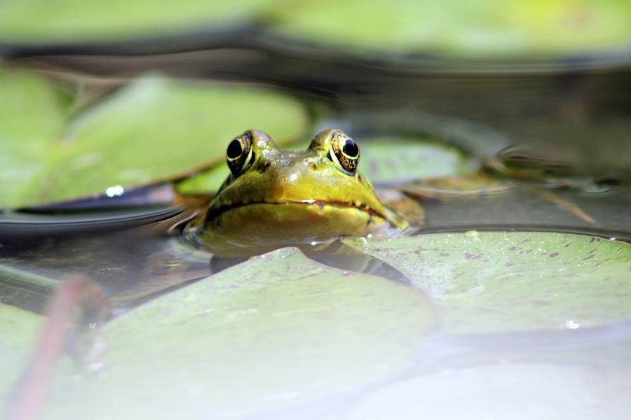 Nature Photograph - If I stay still you cant see me by Timothy Coover