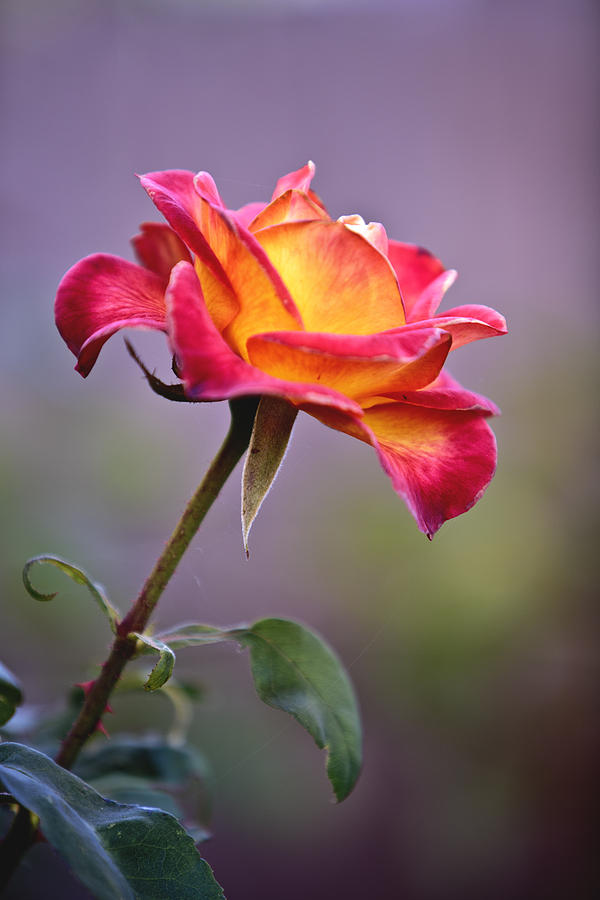 Nature Photograph - If I Were A Rose by Her Arts Desire