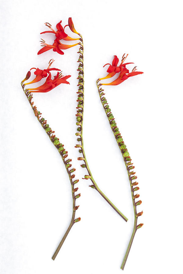 Flower Photograph - If Seahorses Were Flowers by Carol Leigh