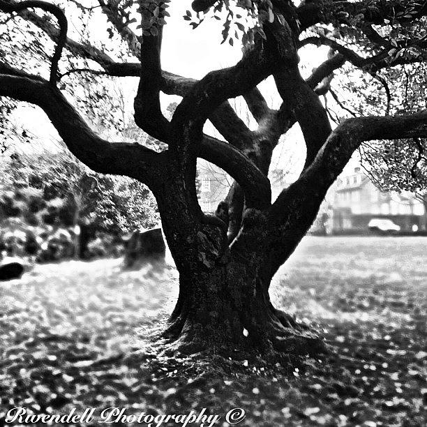 Cork Photograph - If Trees Could Talk by Maeve O Connell