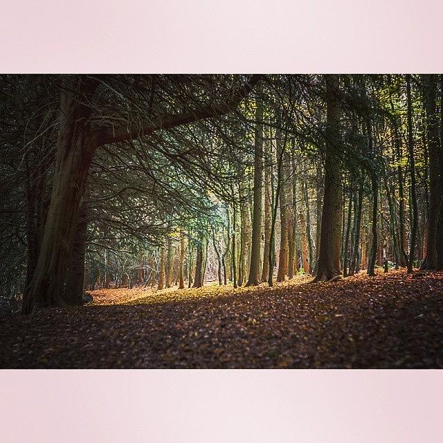 Fall Photograph - If You Go Down To The Woods Today by Jenna Goodwin