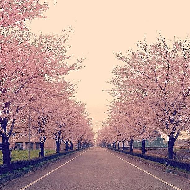 If You Wanna See The Beauty Of Japan Go Photograph by Nawar Al-ani